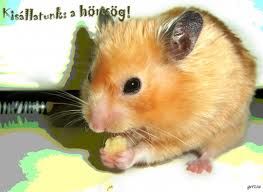 kis_allatunk_a_horcsog.jpg kis_allatunk_a_horcsog.jpg