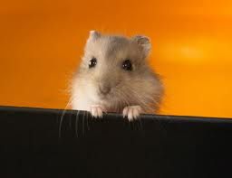 robovszki_2.jpg robovszki_2.jpg